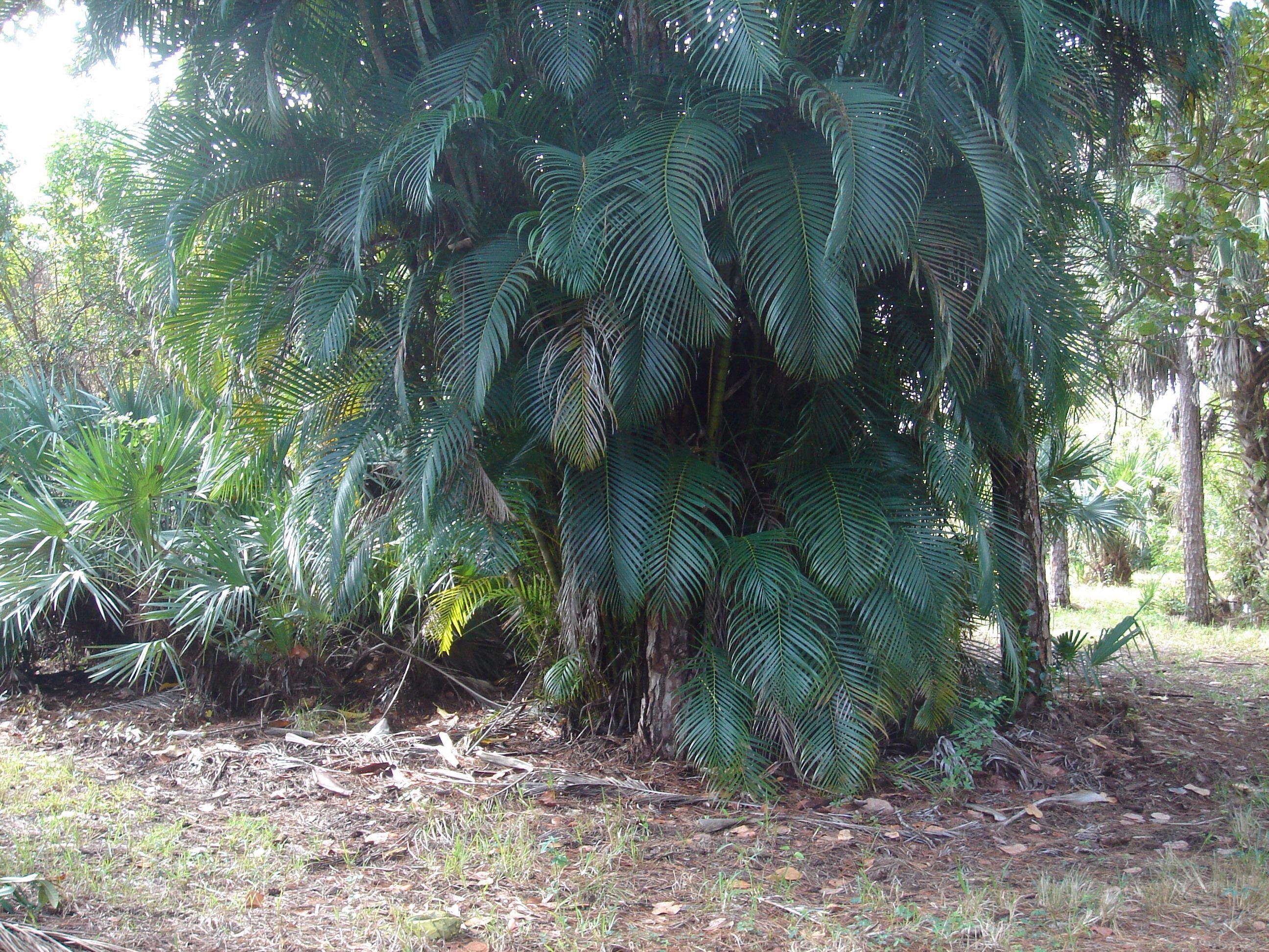 1062 A Road Loxahatchee, FL 33470 - Photo 6 of 14 image.jpg