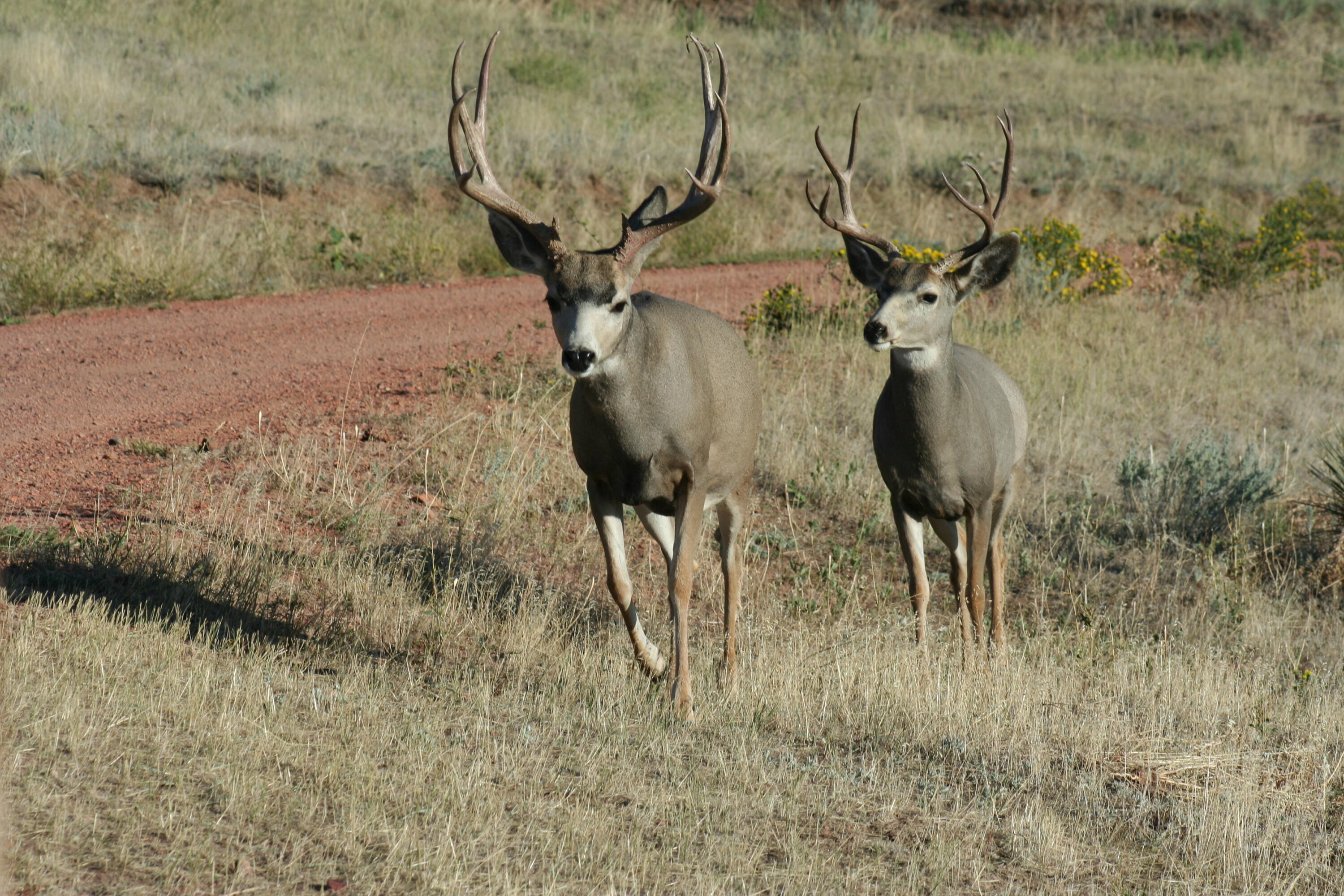 593 Lower Prairie Dog Road Sheridan, WY 82801 - Photo 26 of 142 Andy's turkey,snow,storm,2008 deer 016