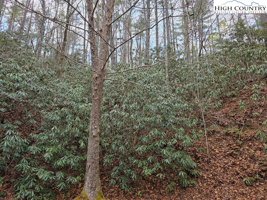Lot 105 Holleridge Road Ferguson, NC 28624 - Photo 12 of 42 a view of forest