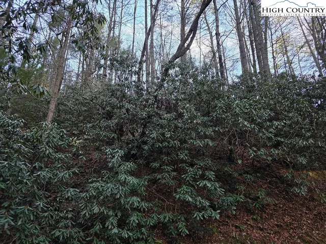 a view of a forest with lots of trees