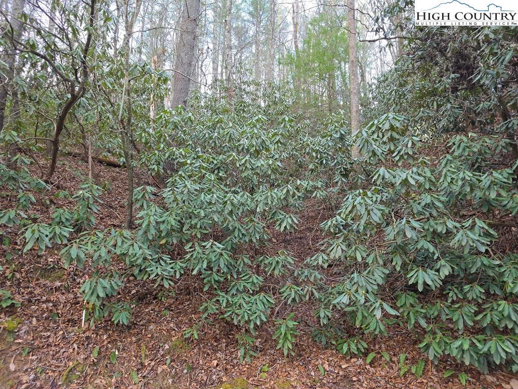 Lot 105 Holleridge Road Ferguson, NC 28624 - Photo 16 of 42 a view of a lush green forest