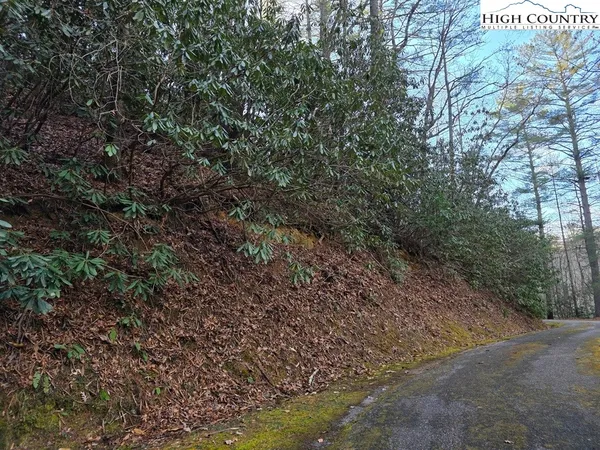 a view of a forest with a tree