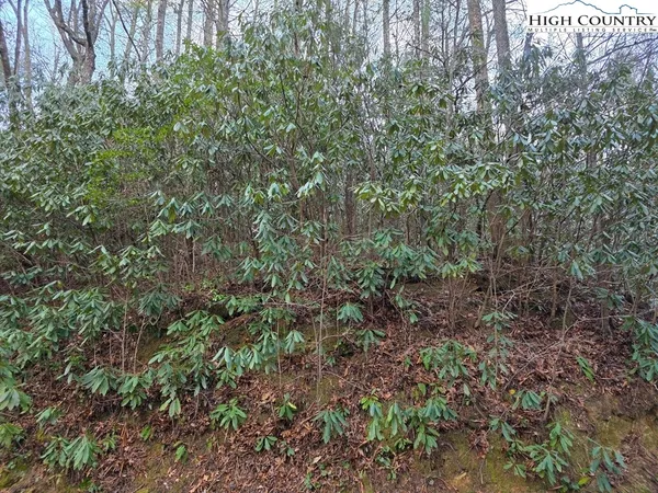 a view of a lush green forest