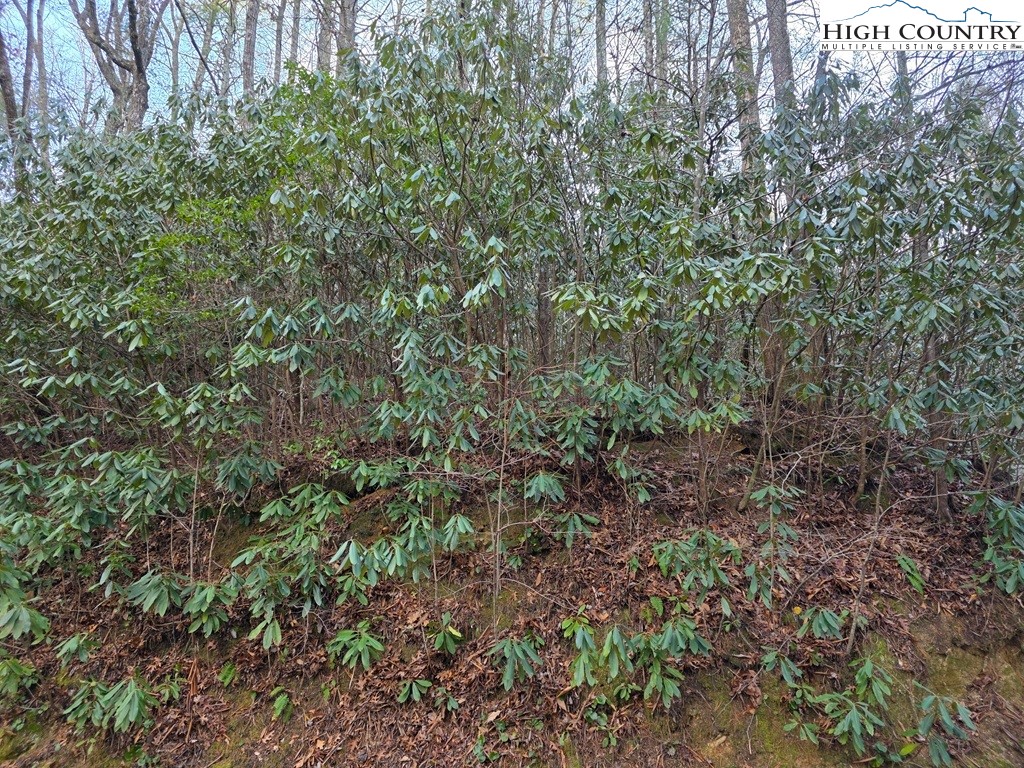Lot 105 Holleridge Road Ferguson, NC 28624 - Photo 19 of 42 a view of a lush green forest