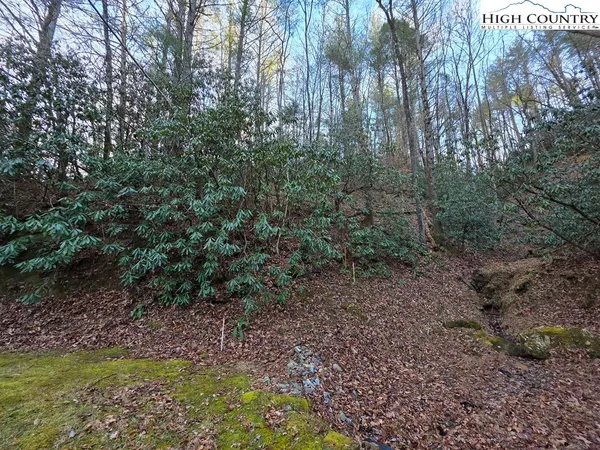 a view of a forest with trees in the background