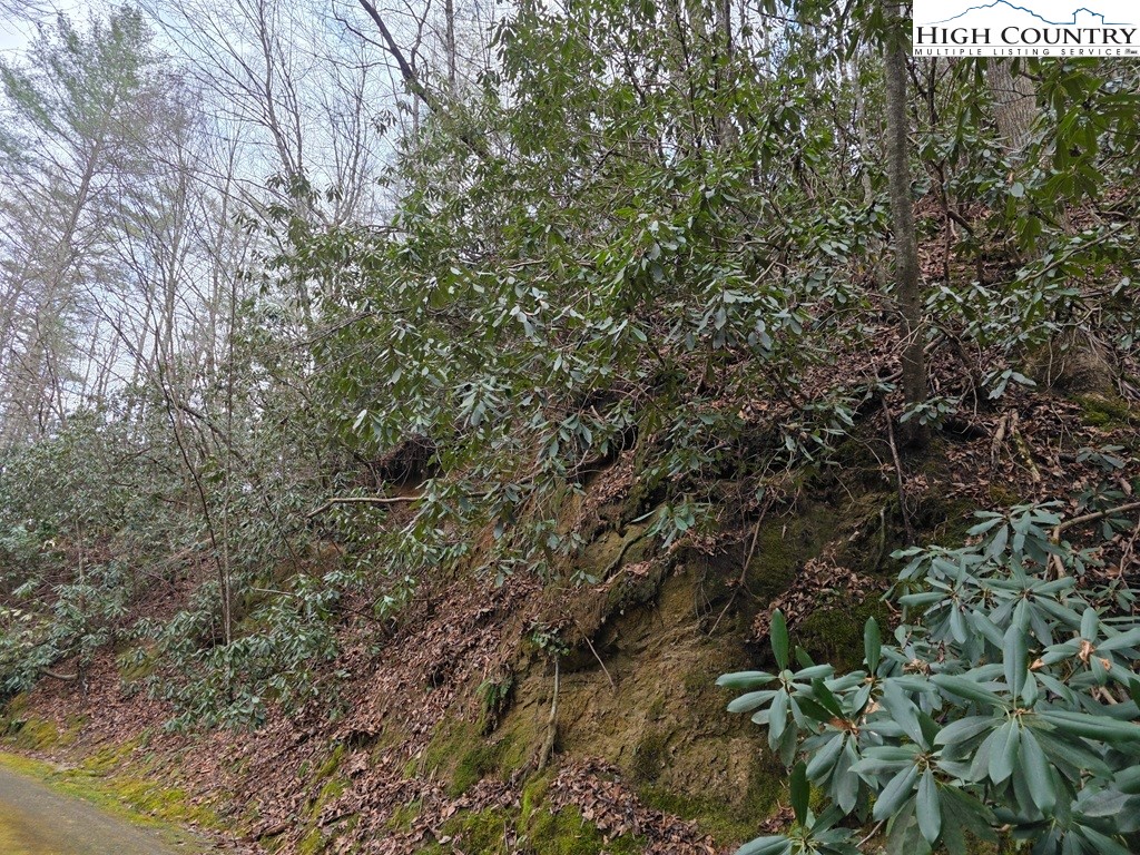 Lot 105 Holleridge Road Ferguson, NC 28624 - Photo 6 of 42 a view of a forest with lots of trees