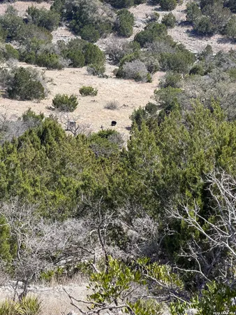 a view of a dry yard with trees