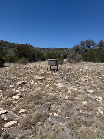 a view of a forest with a street
