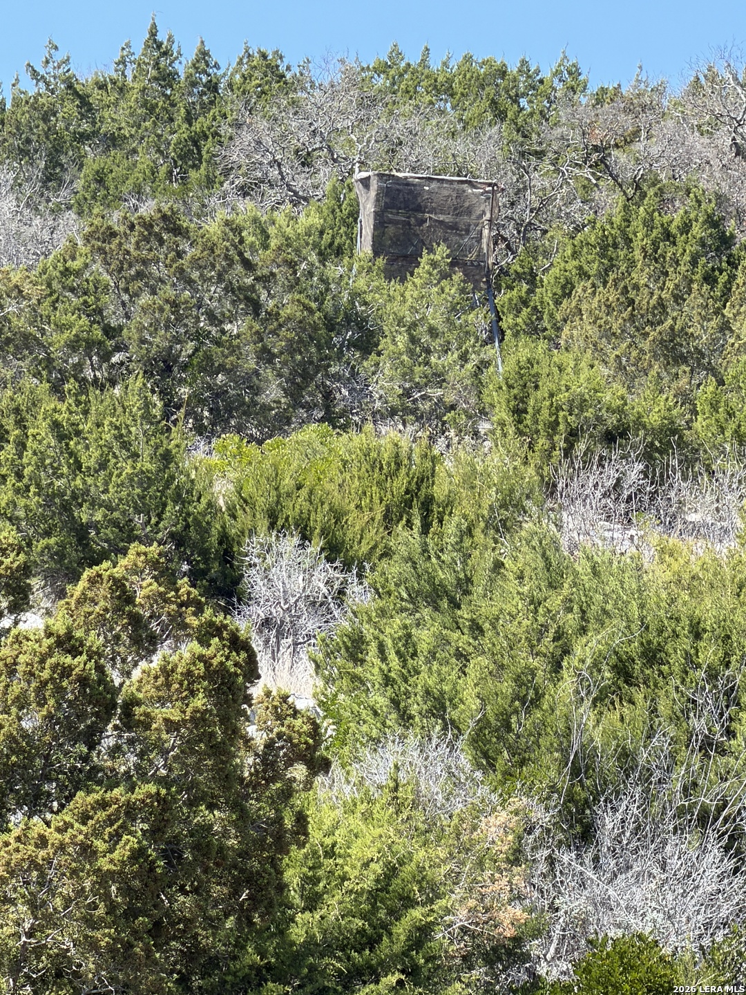 1213 SD 42200 Rocksprings, TX 78880 - Photo 24 of 33 a view of a forest with a street