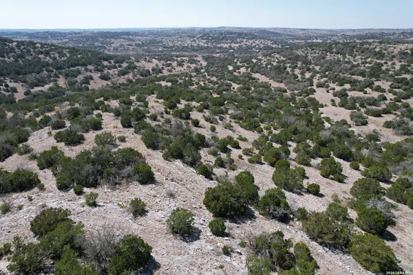 a view of a garden with plants and flowers
