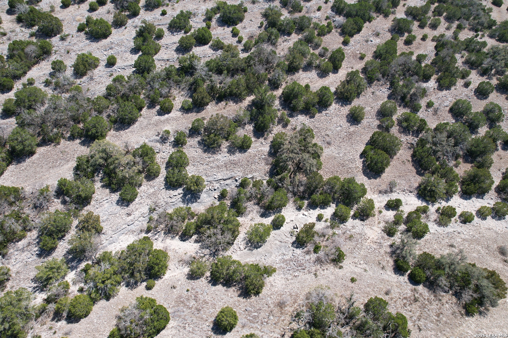 1213 SD 42200 Rocksprings, TX 78880 - Photo 7 of 33 a view of a garden with plants and flowers