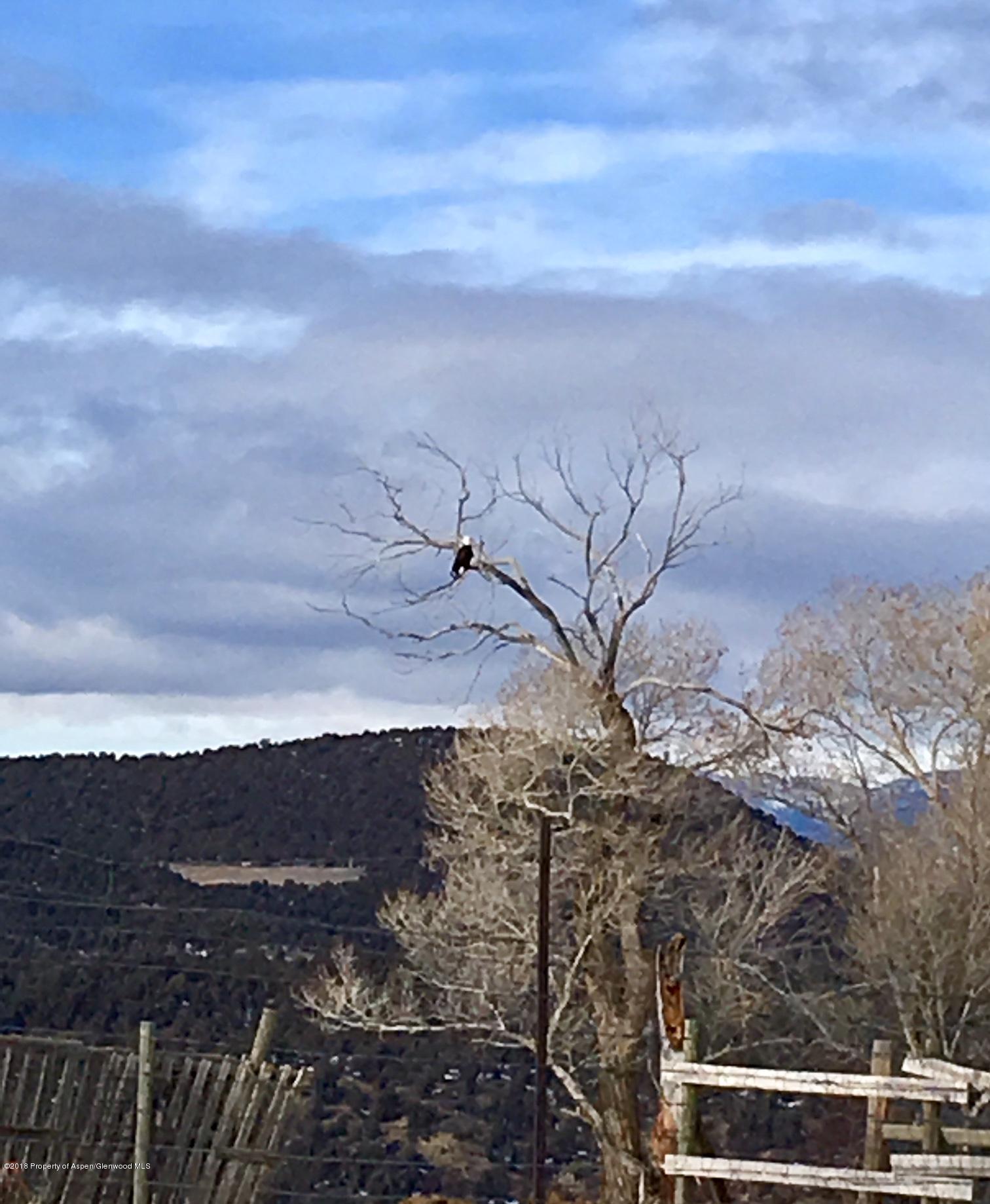 312 County Road New Castle, CO 81647 - Photo 11 of 11 bald eagle