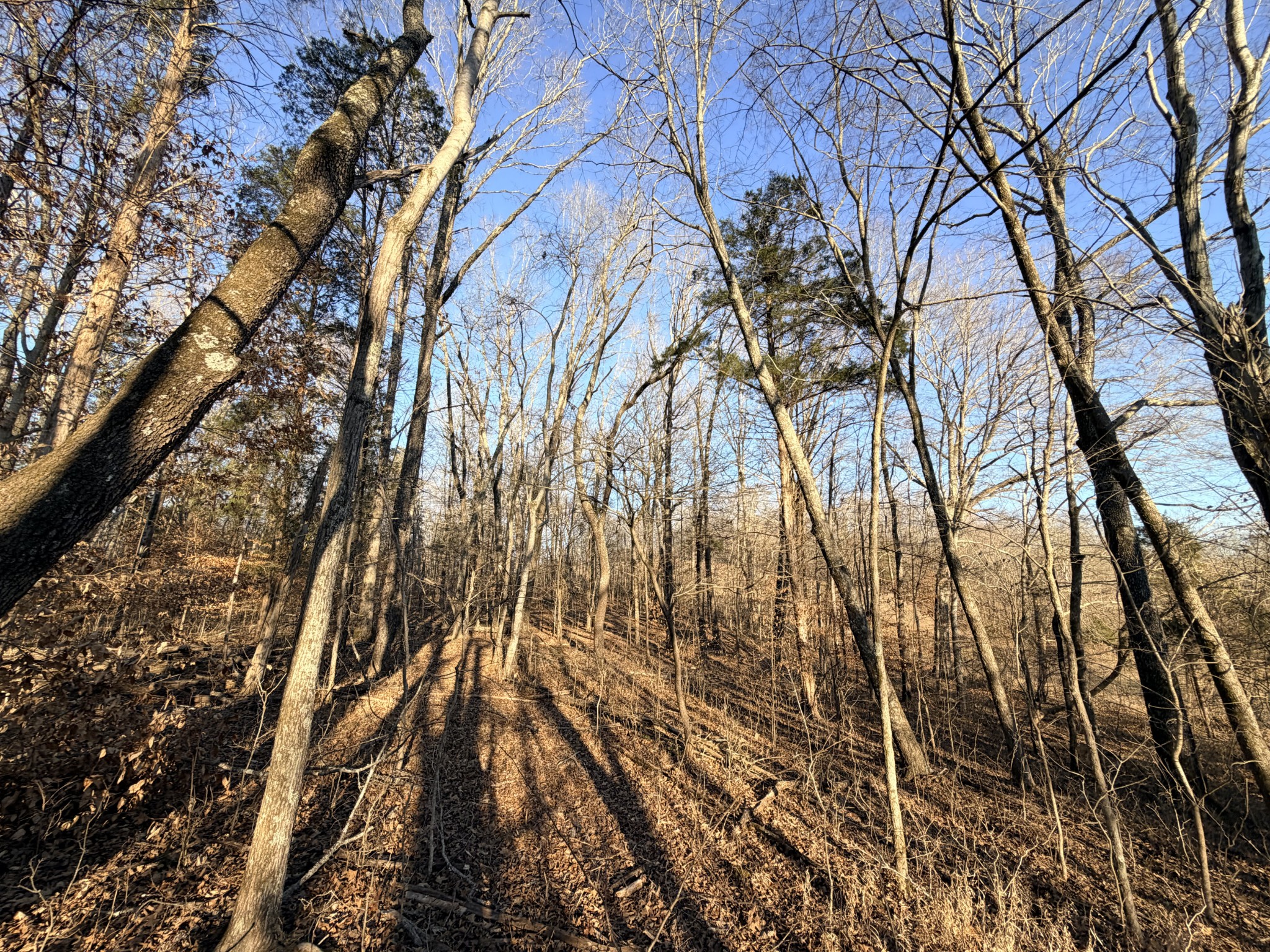 11 John Ross Hollow Road Erin, TN 37061 - Photo 21 of 28 a view of yard