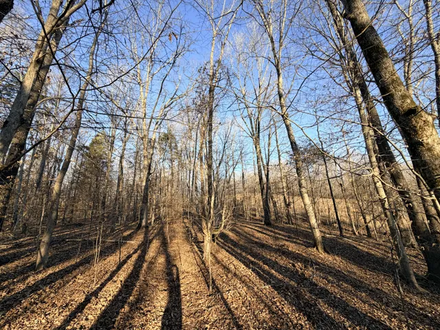 a view of a backyard with large trees