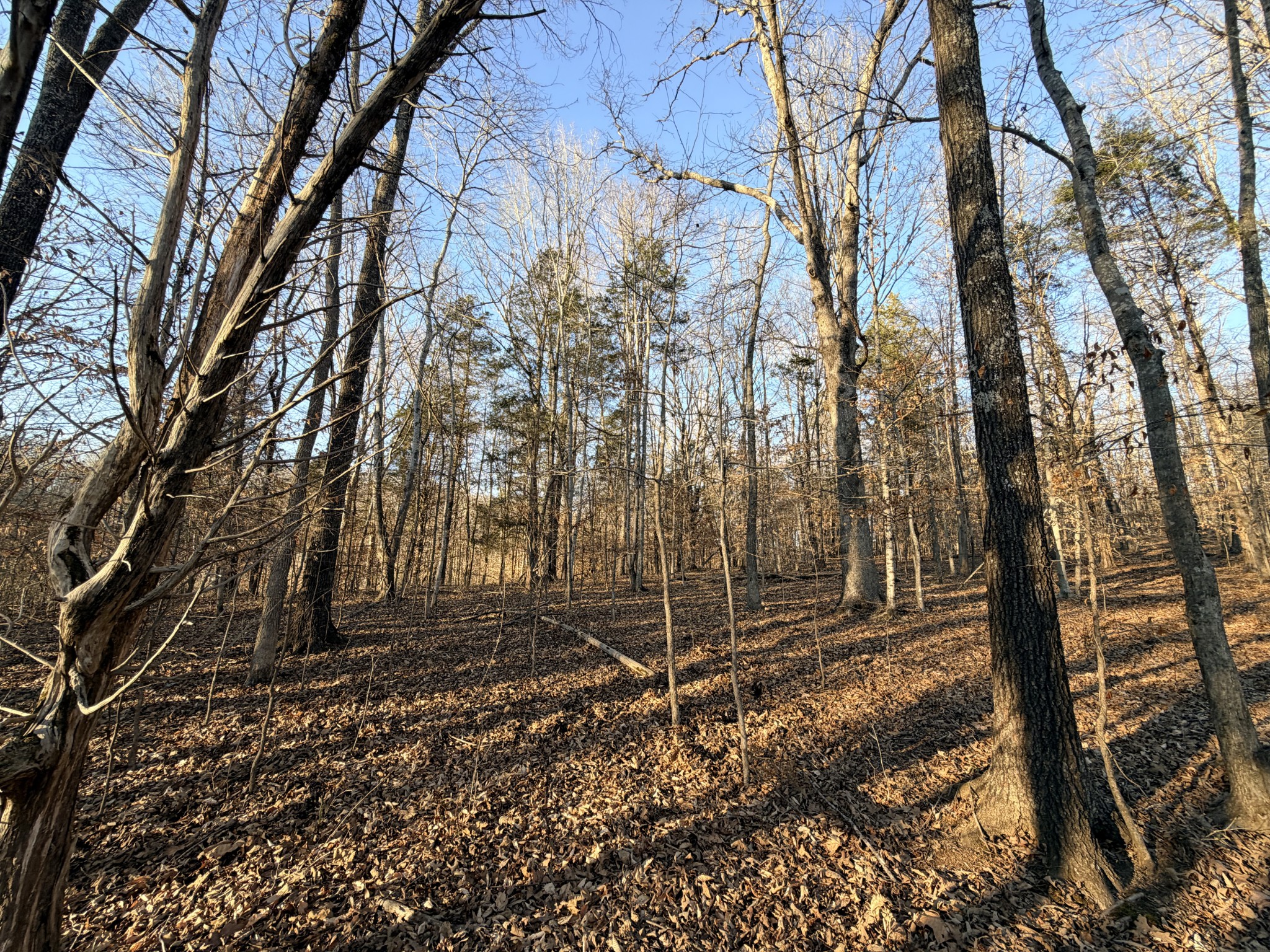 11 John Ross Hollow Road Erin, TN 37061 - Photo 23 of 28 a view of a backyard with large trees