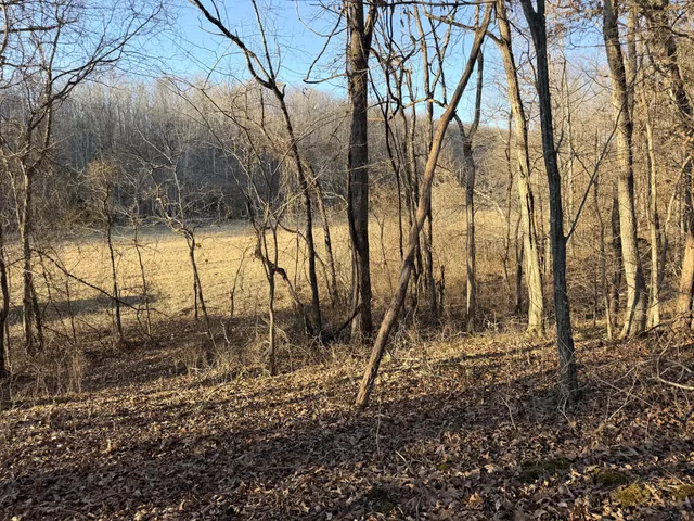 a view of big yard with large trees