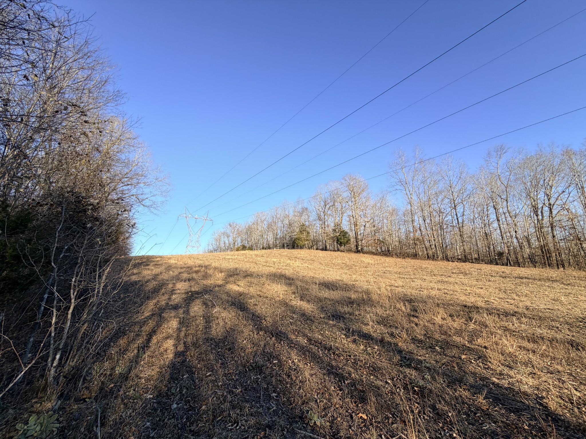 11 John Ross Hollow Road Erin, TN 37061 - Photo 26 of 28 a view of big yard with large trees