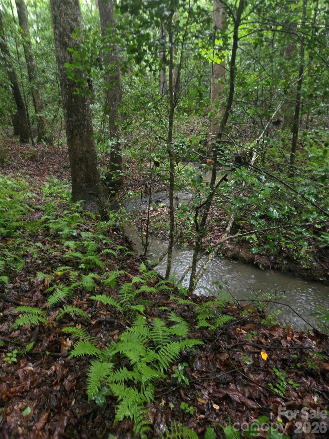 0 Mooresboro Road Mooresboro, NC 28114 - Photo 6 of 17 a view of a forest with lots of trees