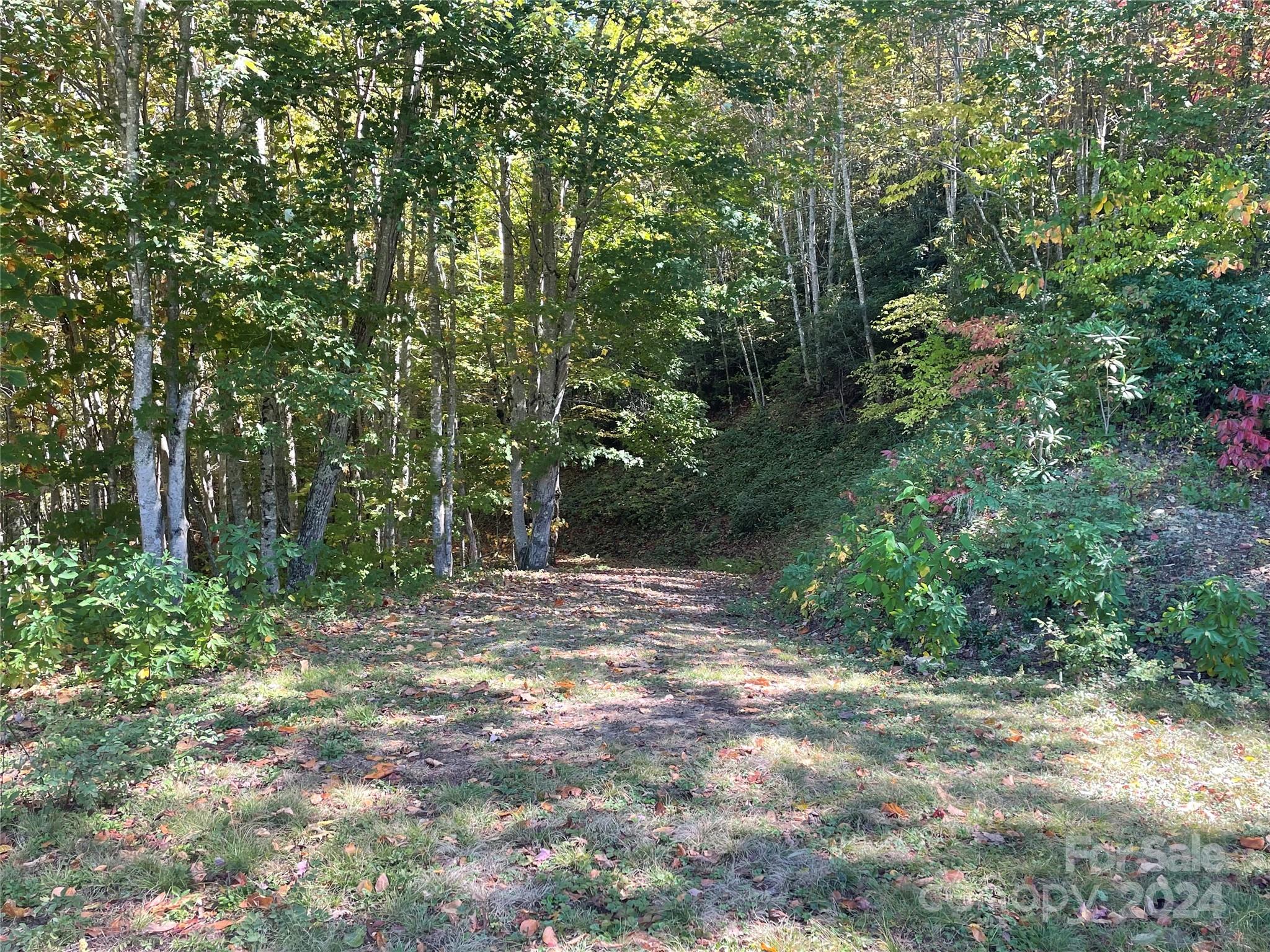 252 Tote Road, Unit 252 Sylva, NC 28779 - Photo 4 of 20 a view of a forest with trees