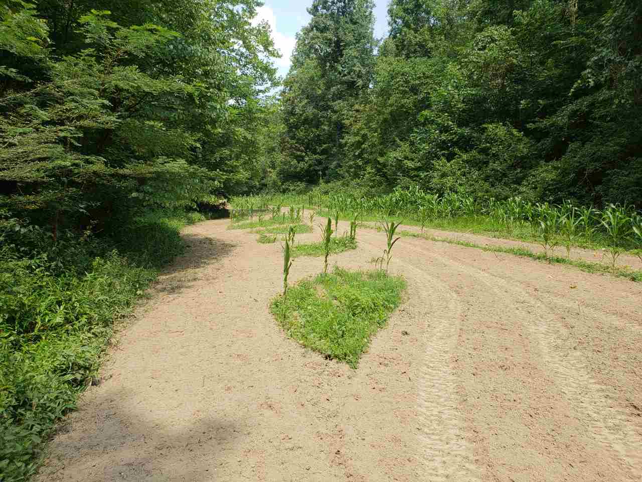 2985 North Corwin Road Bloomfield, IN 47424 - Photo 12 of 36