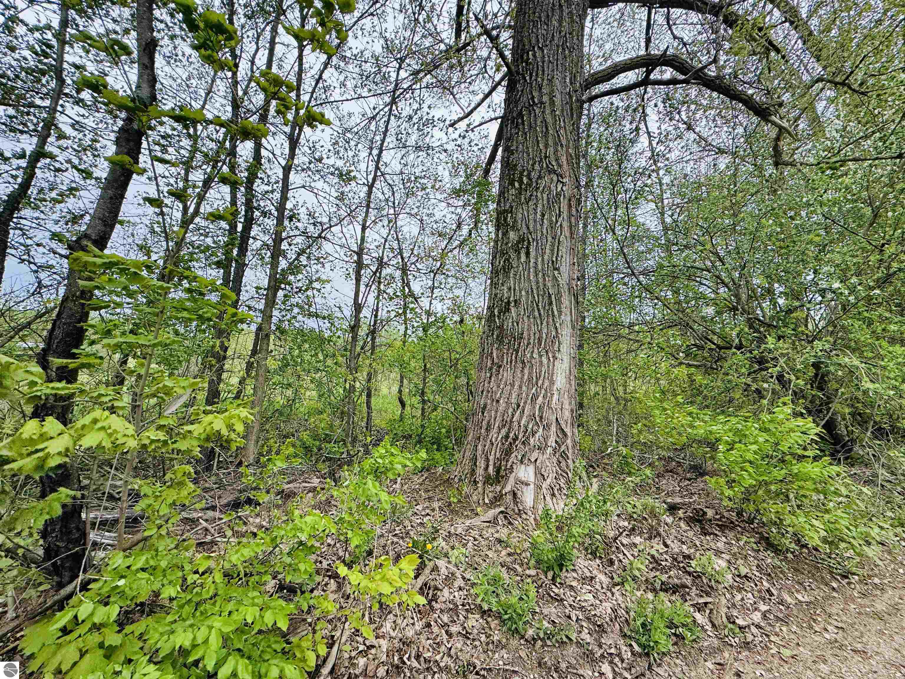 Packingham Road Manton, MI 49663 - Photo 8 of 25
