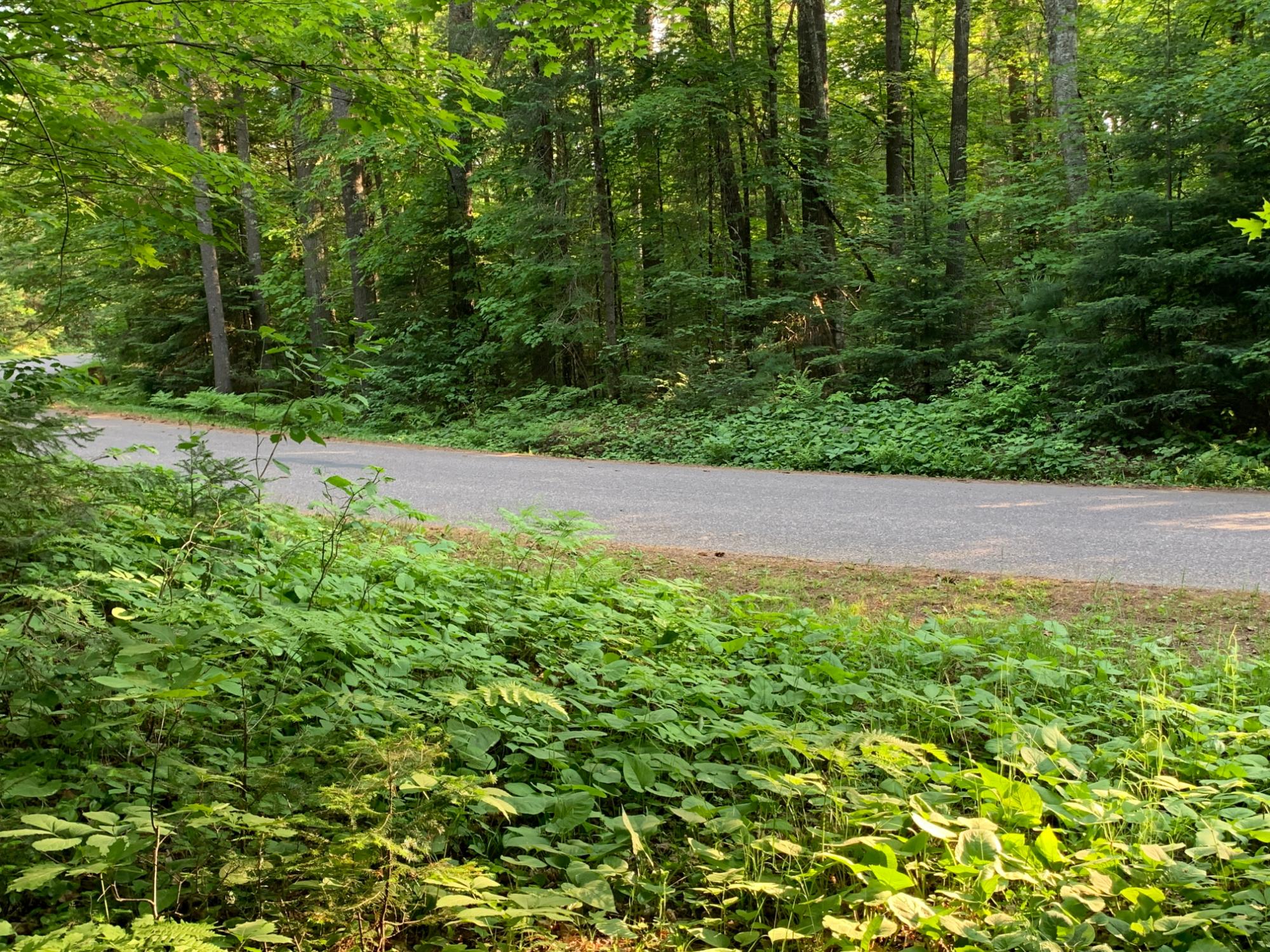 Lot 22 Deer Trail Road Manitowish Waters, WI 54545 - Photo 3 of 9