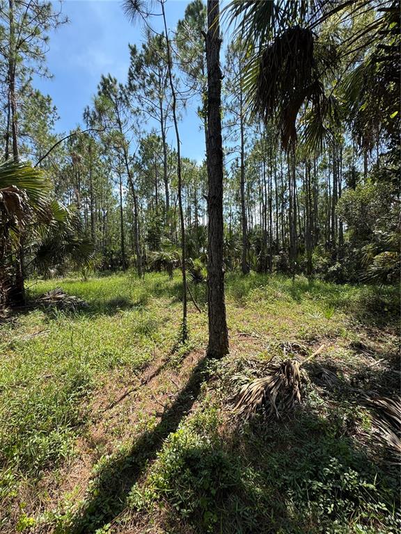4300 Justa Road Mims, FL 32754 - Photo 12 of 61 a large tree in the middle of a garden