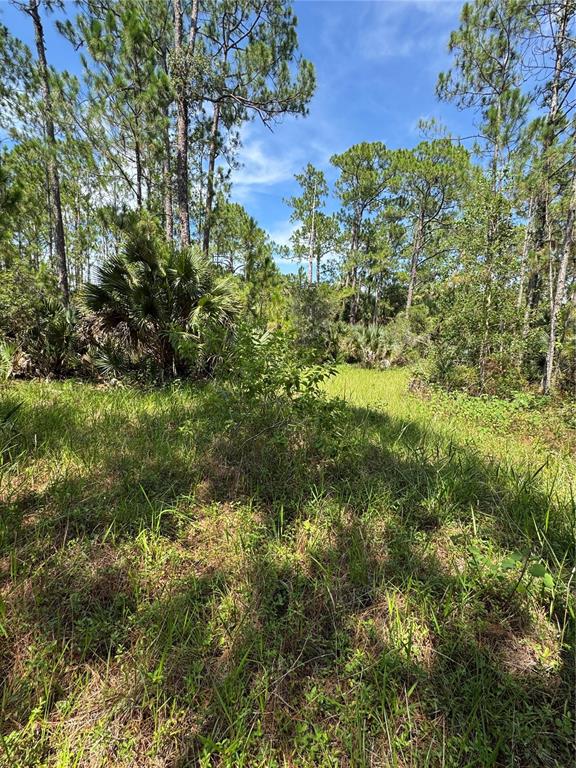 4300 Justa Road Mims, FL 32754 - Photo 5 of 61 a view of a lush green forest