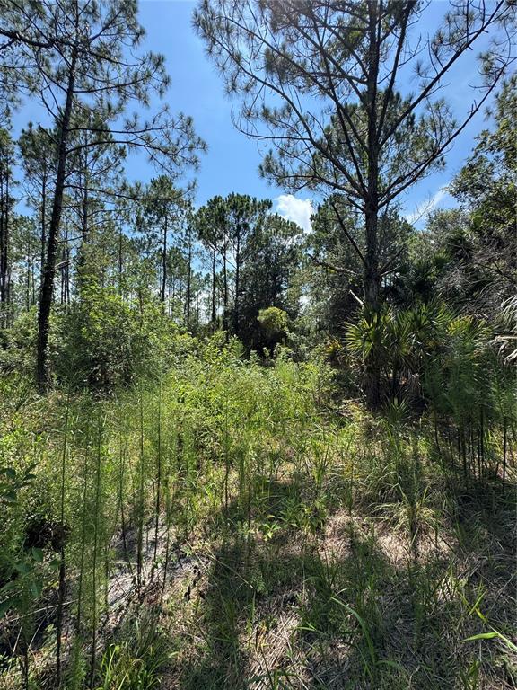 4300 Justa Road Mims, FL 32754 - Photo 8 of 61 a view of a garden with a house