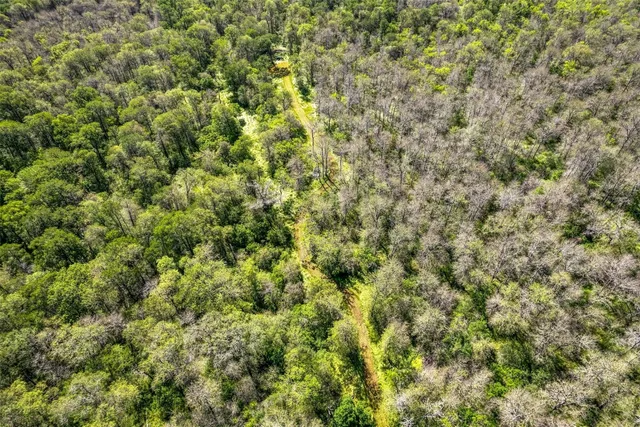 a view of a big yard with plants and large trees