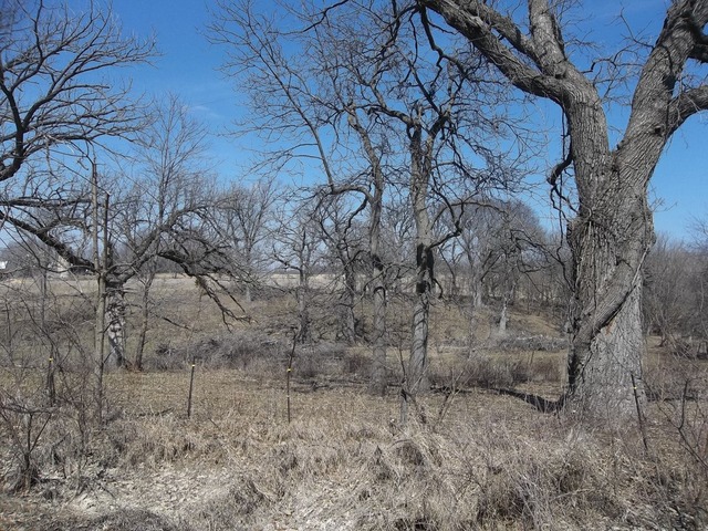 11657 North Adeline Road German Valley, IL 61039 - Photo 13 of 13 a view of a dry yard with trees