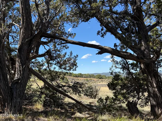 a view of a tree with a tree