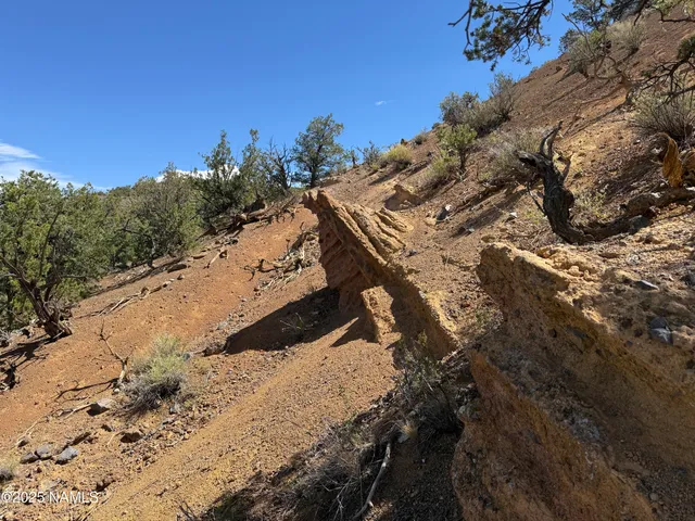 a view of a yard with a tree