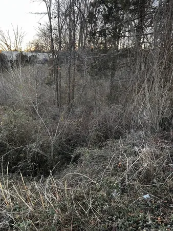 a view of a forest with a tree