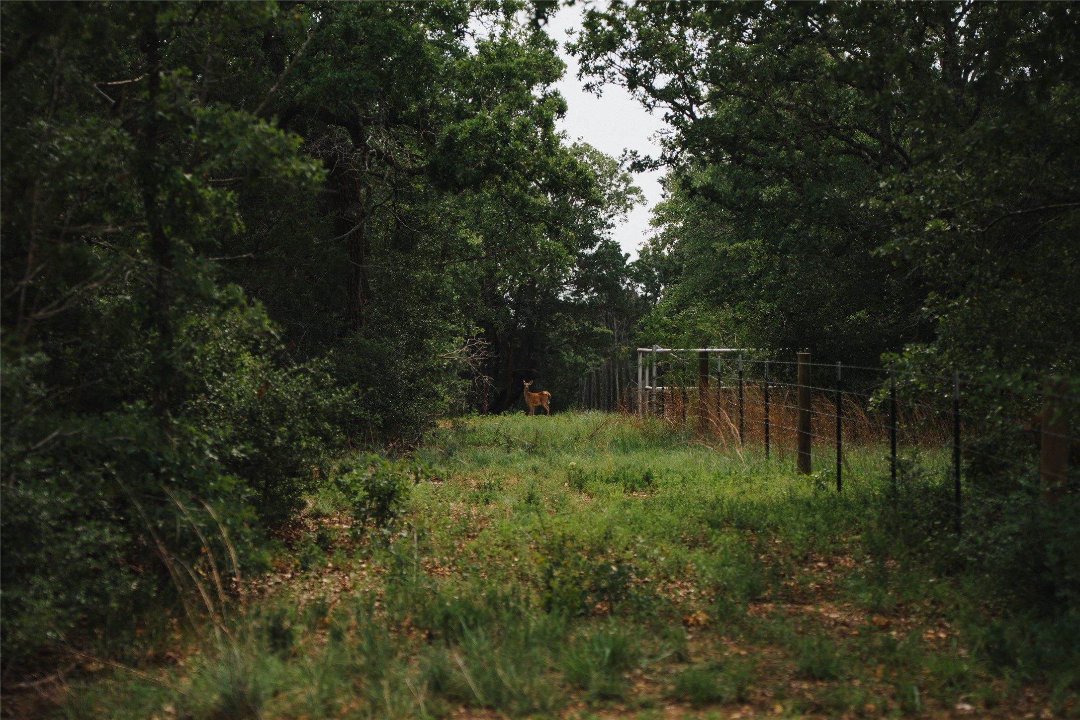 0 St Delight Road Paige, TX 78659 - Photo 5 of 11 a view of a garden