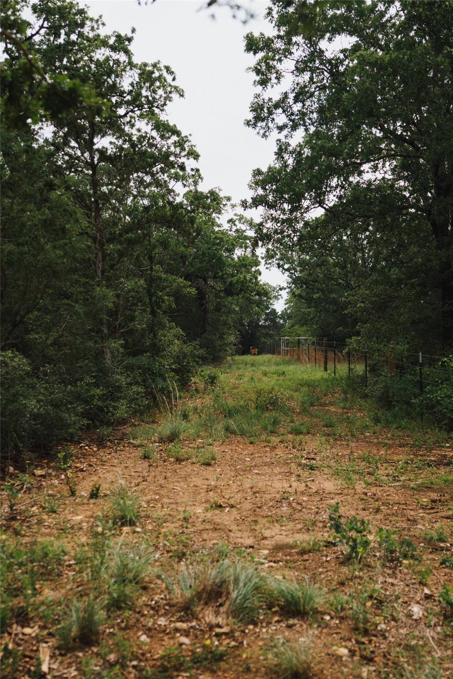0 St Delight Road Paige, TX 78659 - Photo 6 of 11 a view of a yard with plants