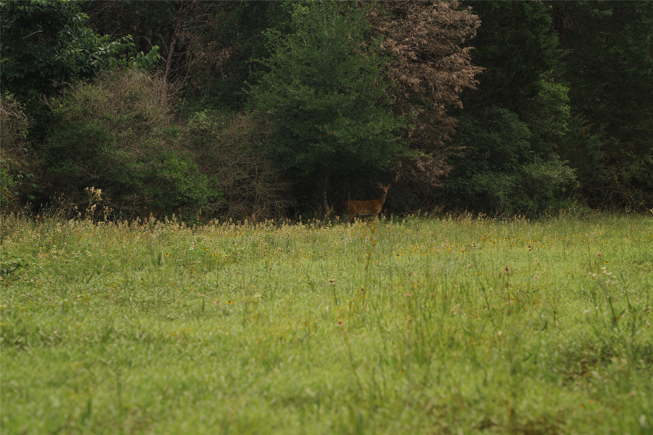 0 St Delight Road Paige, TX 78659 - Photo 7 of 11 a view of a garden