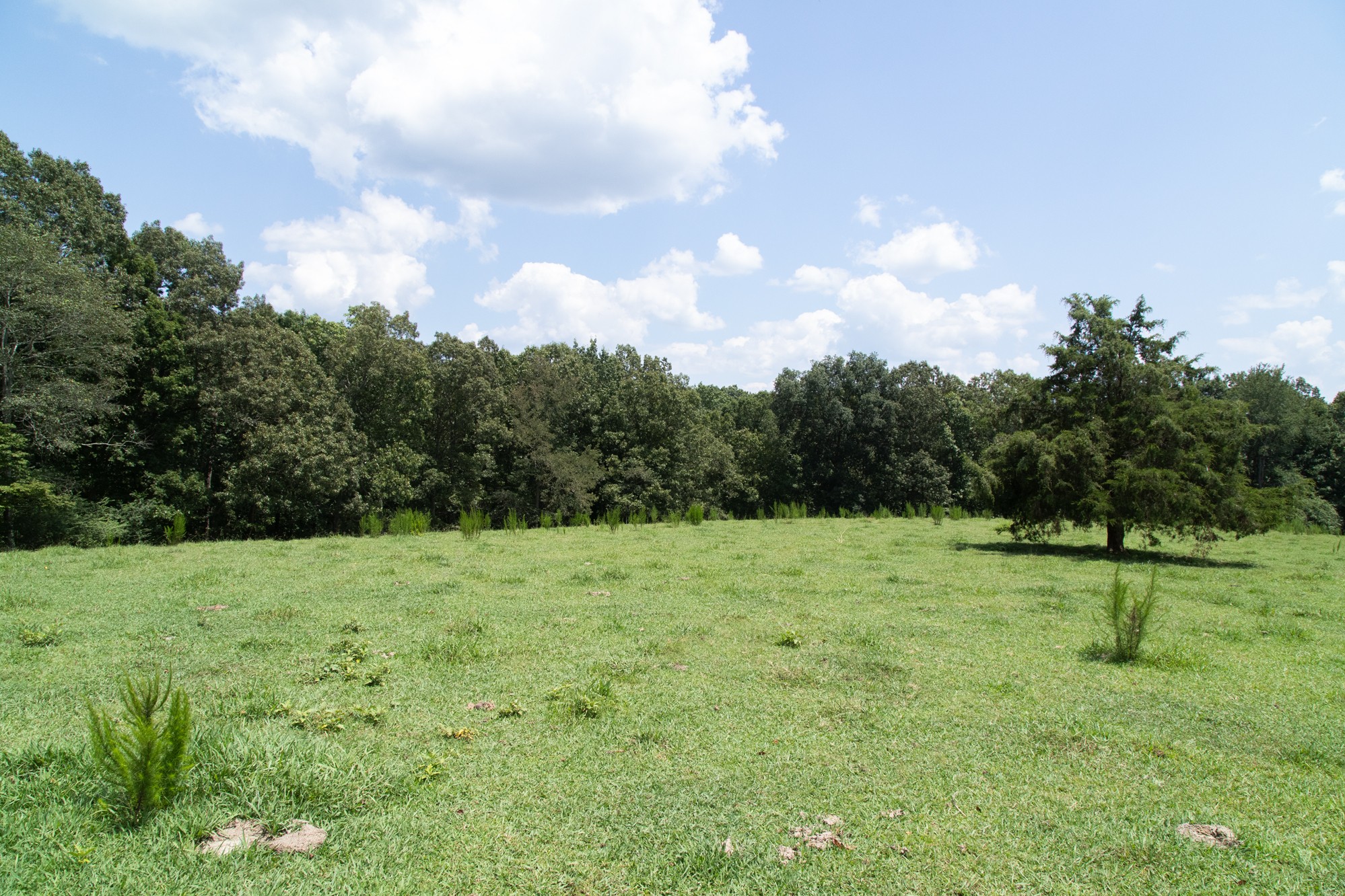 159 Trace Creek Road Hohenwald, TN 38462 - Photo 18 of 42 a view of outdoor space with deck and yard