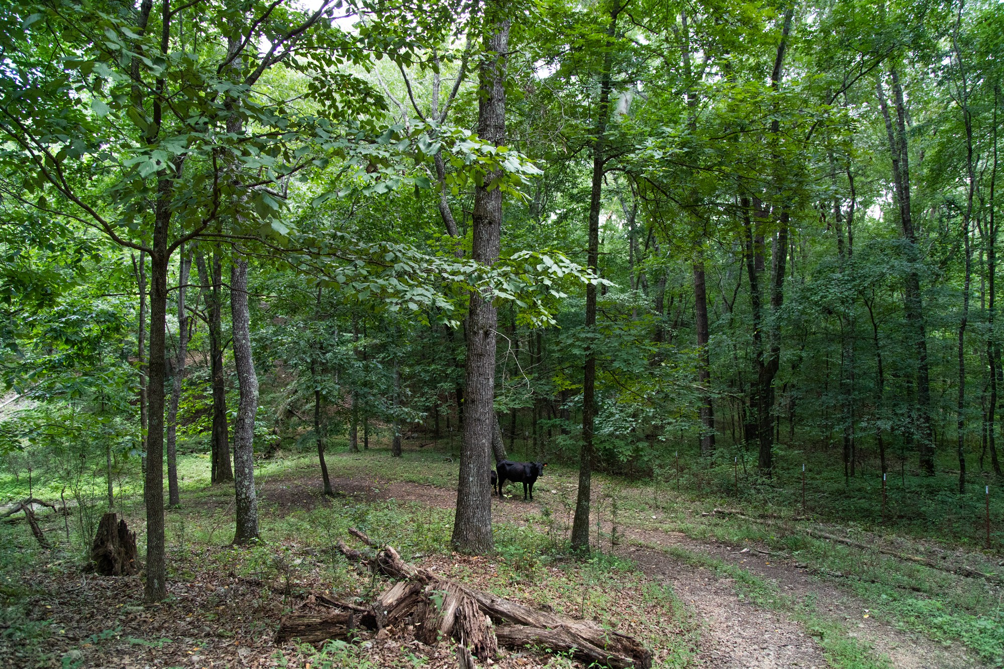 159 Trace Creek Road Hohenwald, TN 38462 - Photo 19 of 42 a green field with lots of trees
