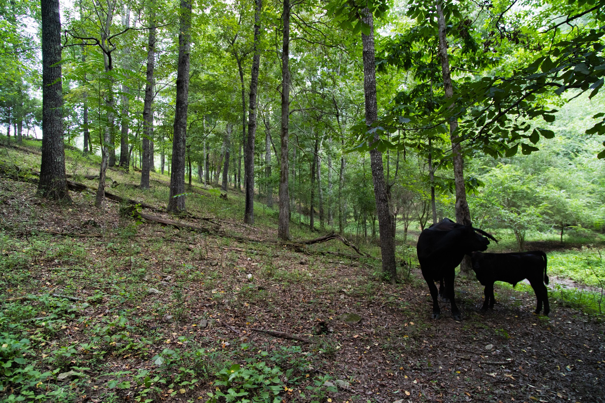 159 Trace Creek Road Hohenwald, TN 38462 - Photo 20 of 42 a view of a yard in a forest