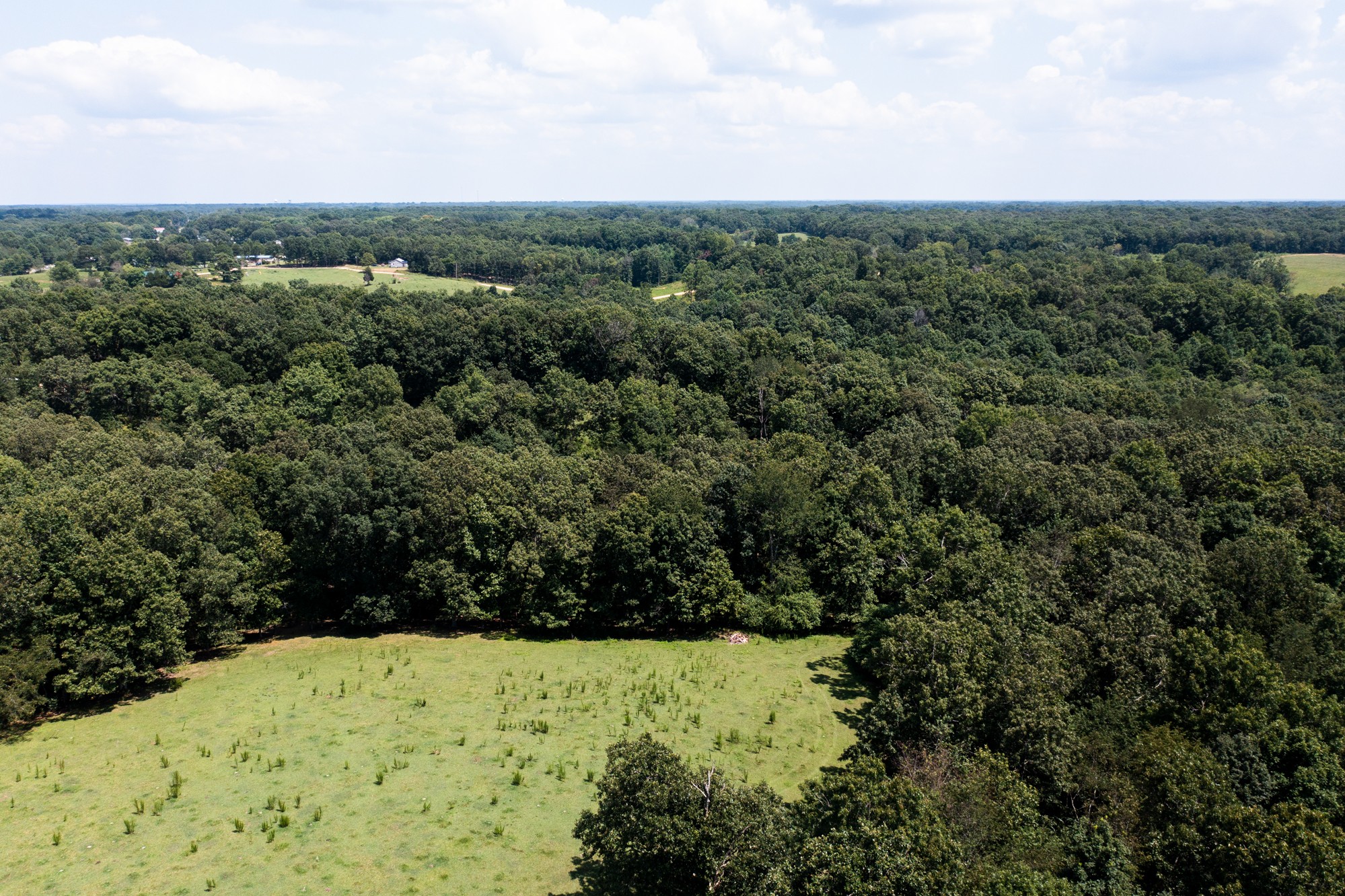 159 Trace Creek Road Hohenwald, TN 38462 - Photo 30 of 42 a view of a yard with a tree