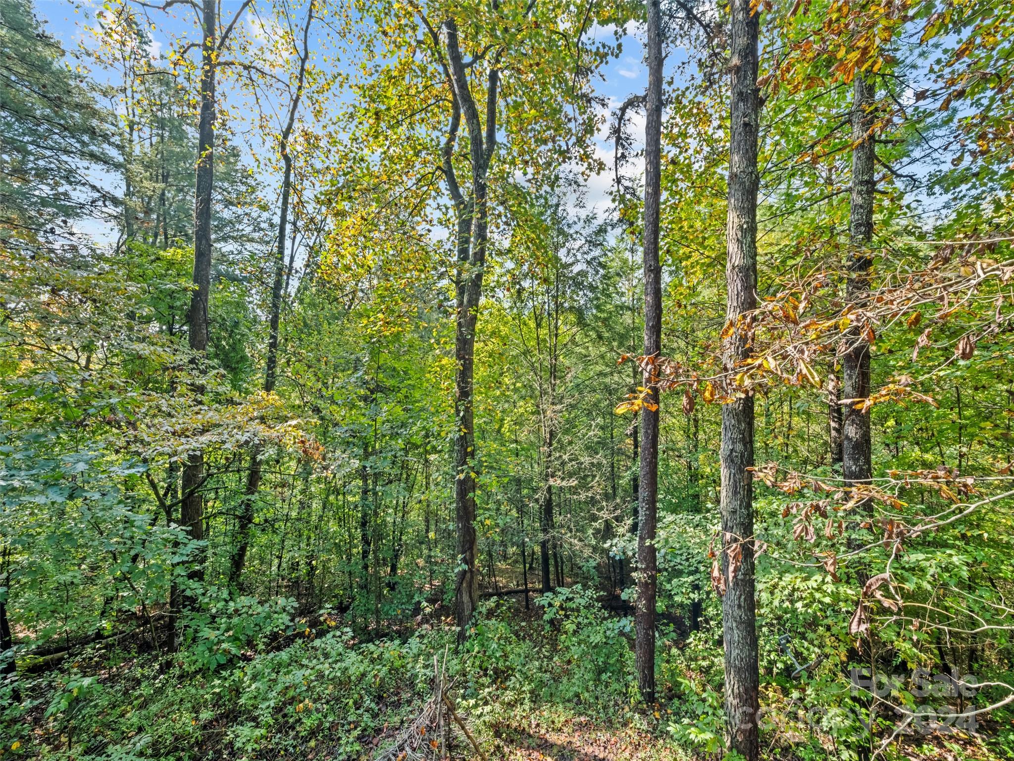 626 Rustic Heights Road Waynesville, NC 28785 - Photo 5 of 18 a view of a forest with lots of trees
