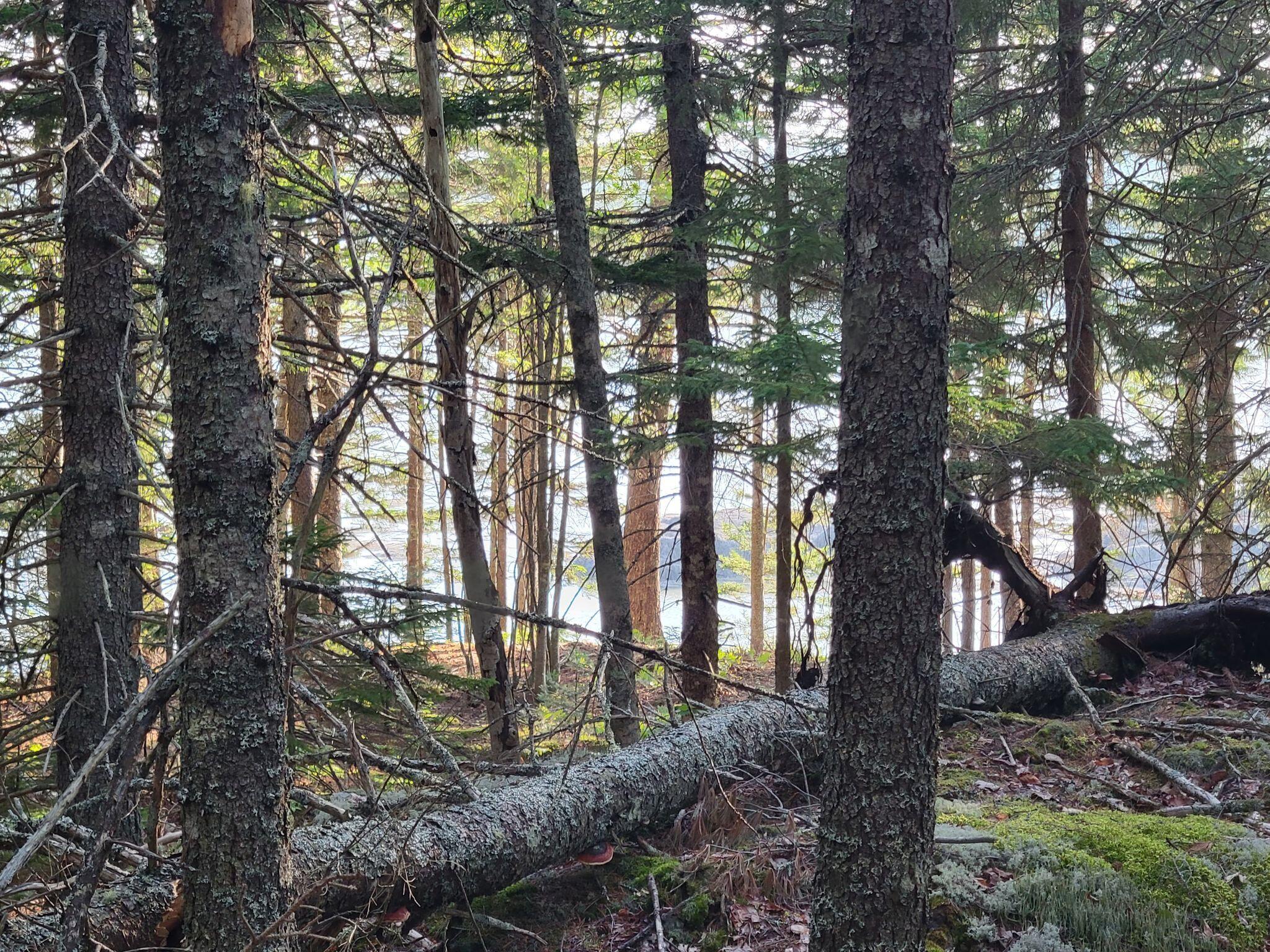 21 Morang Cove Road Lubec, ME 04652 - Photo 12 of 12 p11