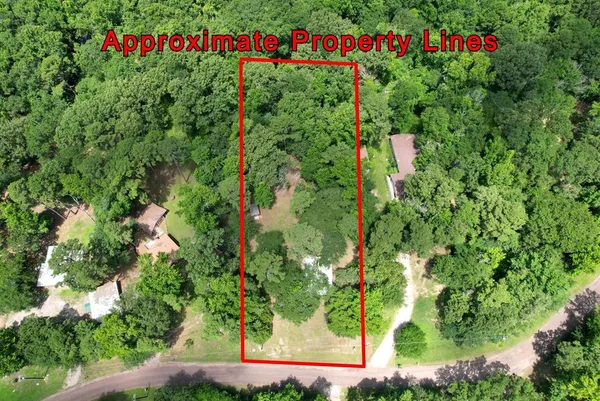 a view of a bunch of flowers