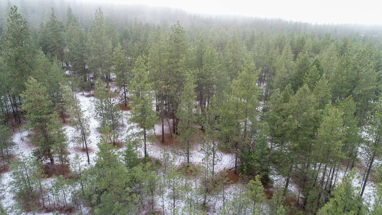 Nka West Long Lake Road Ford, WA 99013 - Photo 23 of 24 Gallery Image 23
