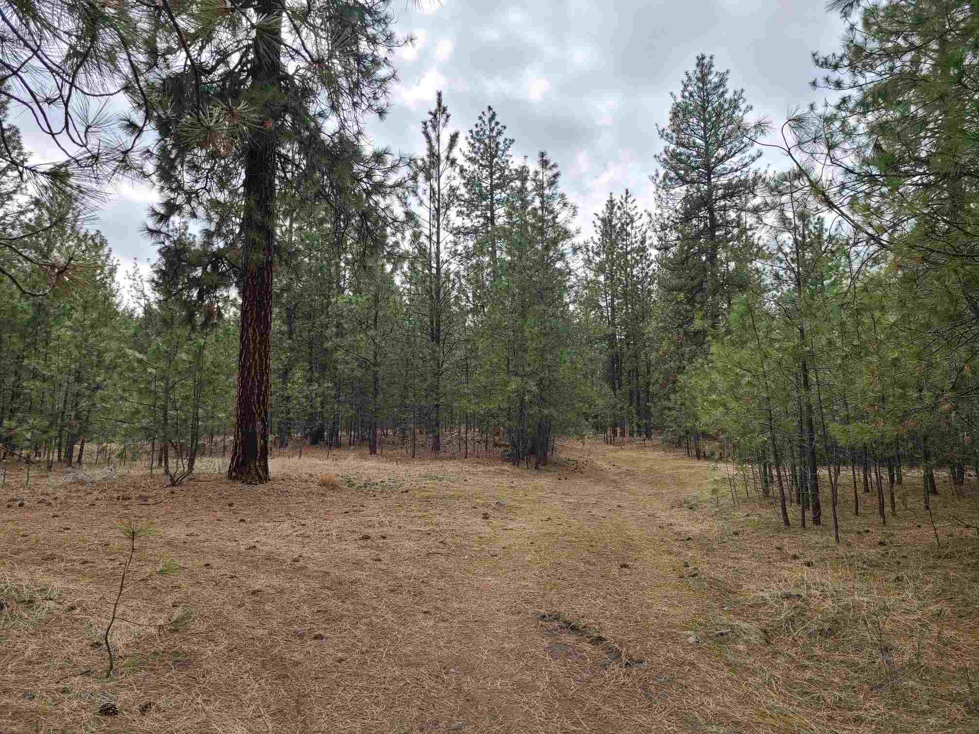 Nka West Long Lake Road Ford, WA 99013 - Photo 4 of 24 Gallery Image 4