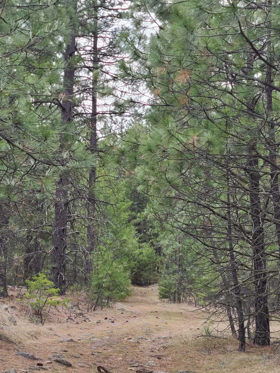 Nka West Long Lake Road Ford, WA 99013 - Photo 7 of 24 Gallery Image 7