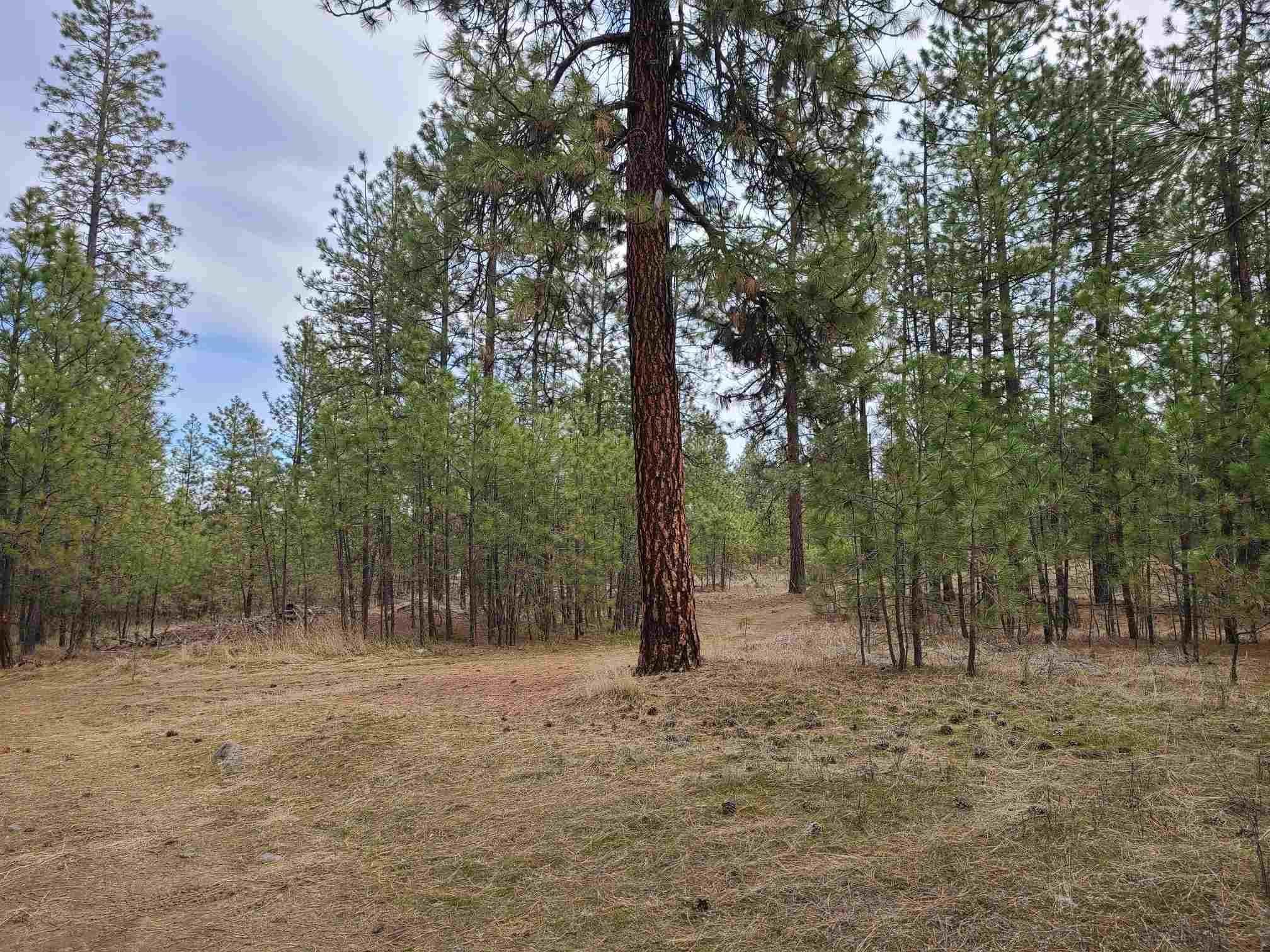 Nka West Long Lake Road Ford, WA 99013 - Photo 8 of 24 Gallery Image 8
