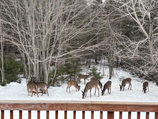 27 Oak Point Road Harrington, ME 04643 - Photo 23 of 28 IMG_4291
