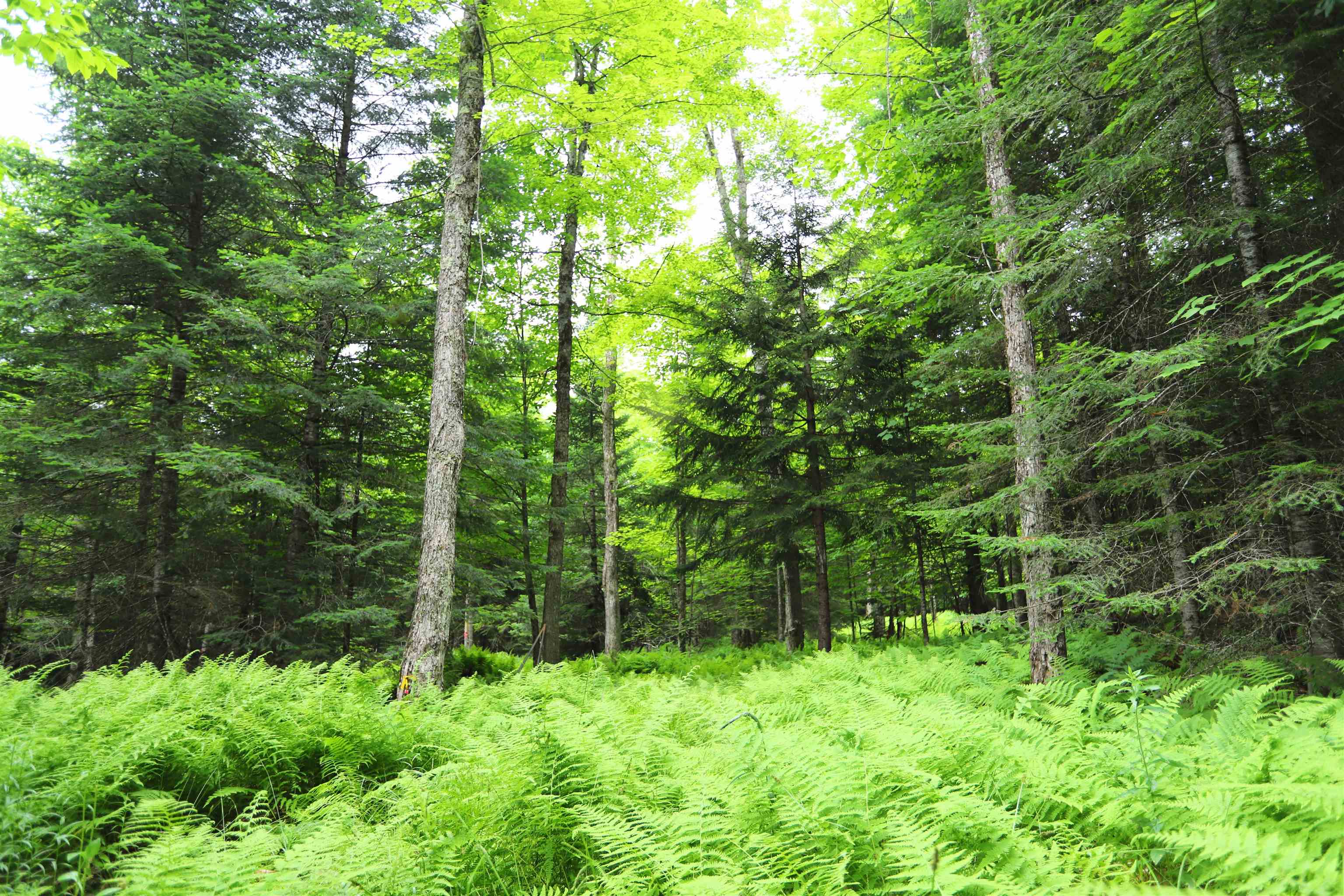 1220 Camp Winape Road Morgan, VT 05872 - Photo 7 of 16